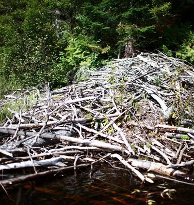 Visite d'un barrage de castor